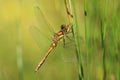Black meadowhawk female Royalty Free Stock Photo