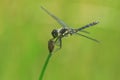 Black meadowhawk Royalty Free Stock Photo