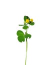 Black medic (Medicago lupulina) Royalty Free Stock Photo