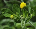 Black Medick - Medicago lupulina Royalty Free Stock Photo