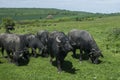 Water buffaloes herd Royalty Free Stock Photo