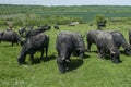 Water buffaloes herd Royalty Free Stock Photo