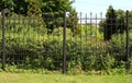 Black metal lattice fence of green garden