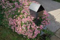 A black metal mailbox/letterbox surrounded by blooming pink Marguerite Daisy/flowers on side of a concrete driveway in a Royalty Free Stock Photo