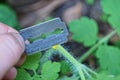 Black metal razor in the fingers in the hand cuts the green stem of the celandine plant