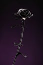Black metal rose on background of dark-violet color Royalty Free Stock Photo