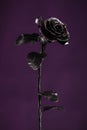 Black metal rose on background of violet color Royalty Free Stock Photo