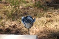 Black metal rose on gravestone on field of honour in Loenen, where soldiers, resistance members, political prisoners or civilians Royalty Free Stock Photo