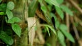 Black Metalic Dragonfly or Ebony Jewelwing also known as Vestalis Luctuosa.