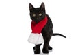 Black metis pussycat wearing christmas scarf around neck