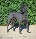 Black Mexican hairless dog in a garden