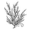 black milfoil ai generated