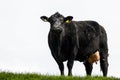 Black milking cow with full udder staring at camera Royalty Free Stock Photo