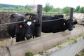 Black milking cows eat feed on cow farm Royalty Free Stock Photo