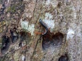 black millipede against red ant on tree Royalty Free Stock Photo