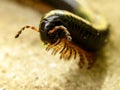 Black Millipede 1 Royalty Free Stock Photo