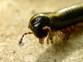 Black Millipede 2 Royalty Free Stock Photo