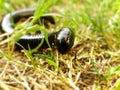 Black Millipede 3 Royalty Free Stock Photo