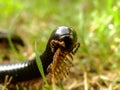 Black Millipede 5 Royalty Free Stock Photo