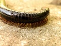 Black Millipede 4 Royalty Free Stock Photo