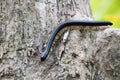 Millipede Crawling on tree