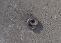 A black millipede curled into a spiral on a stone background