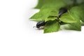 Black millipede julida on the leaf close up. Exotic pet centipede.