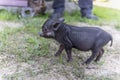 Black mini piggie in yard of farm land close up. mini pig close-up. Farm, mother pig refused piglet. Veterinary medicine