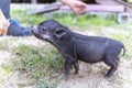 Black mini piggie in yard of farm land close up. mini pig close-up. Farm, mother pig refused piglet. Veterinary medicine