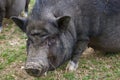 Black Mini Potbellied Pig Portrait