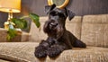 Black mini Schnauzer dog portrait on couch indoor. Miniature Schnauzer Royalty Free Stock Photo