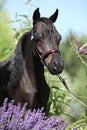 Black miniature horse behind purple flowers Royalty Free Stock Photo