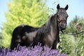 Black miniature horse behind purple flowers Royalty Free Stock Photo