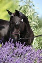 Black miniature horse behind purple flowers Royalty Free Stock Photo