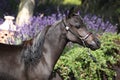 Black miniature horse in front of purple flowers Royalty Free Stock Photo