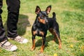 Black Miniature Pinscher Zwergpinscher, Min Pin Standing Near Woman Royalty Free Stock Photo