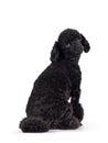 Black miniature poodle dog on white Royalty Free Stock Photo