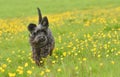 Black miniature schnauzer dog running through buttercup field in summer