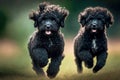 black mischievous little poodles running on gr on blurry background