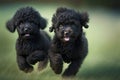 black mischievous little poodles running on gr on blurry background