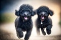 black mischievous little poodles running on gr on blurry background