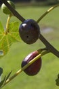 Black Mission or Franciscana Figs - Ficus carica - Delicious Fruit