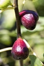 Black Mission or Franciscana Figs - Ficus carica - Delicious Fruit