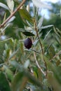 A black Mission olive on a olive branch.