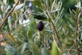 A black Mission olive on a olive branch.