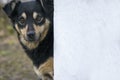 Black mix breed dog looking in camera out of wall. Closeup template of mongrel puppy.