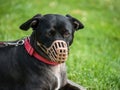A Black Mix Breed Dog With A Muzzle Mouth Guard And Leash Resting On The Grass