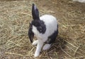 Black mix white rabbit on grass, farm rabbit, easter bunny Royalty Free Stock Photo