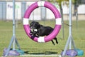 Black Mixed-Breed Dog at Agility Trial Royalty Free Stock Photo