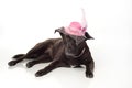 Black, Mixed Breed Dog with Fancy Fascinator Hat Royalty Free Stock Photo